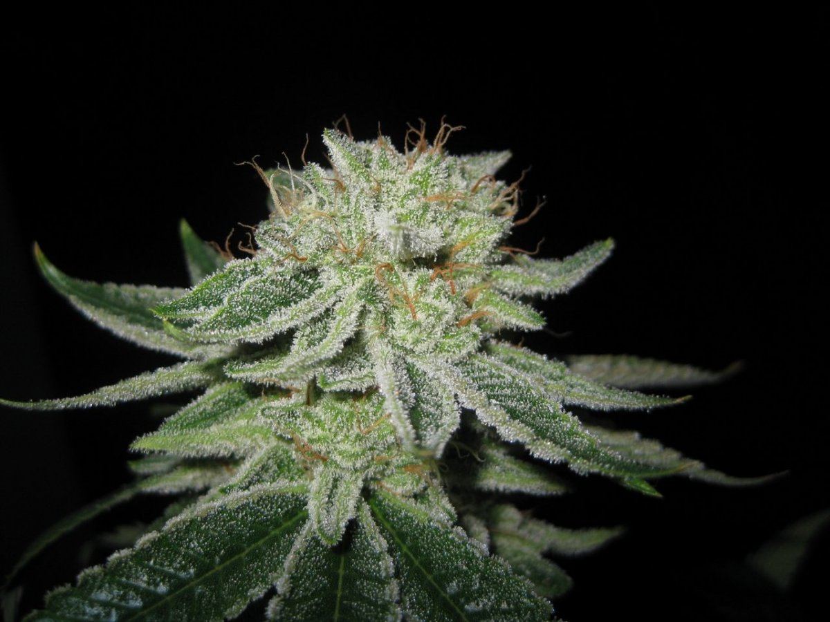 BP 1st run day 56 4
