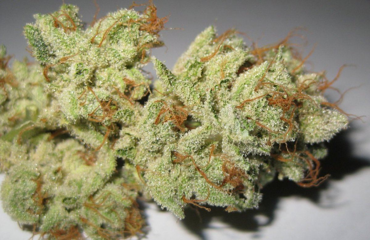 BP  nug 1