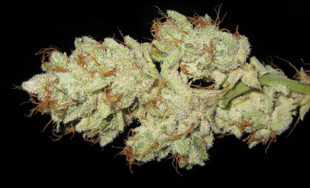 BP  nug 2