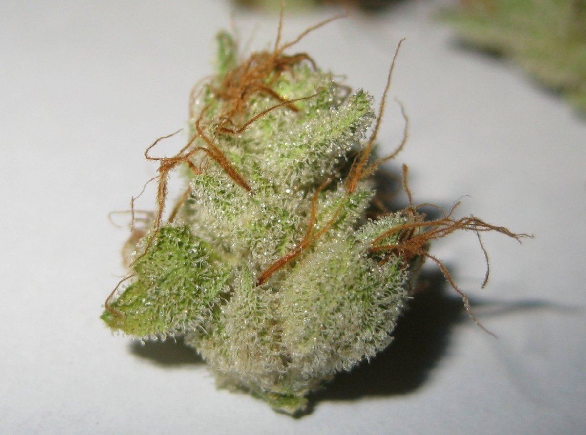 BP tiny nug
