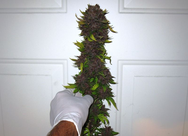 Br chop1 pic