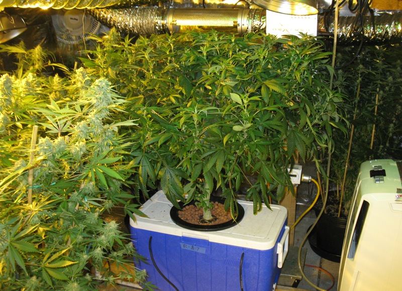 Br dwc 3