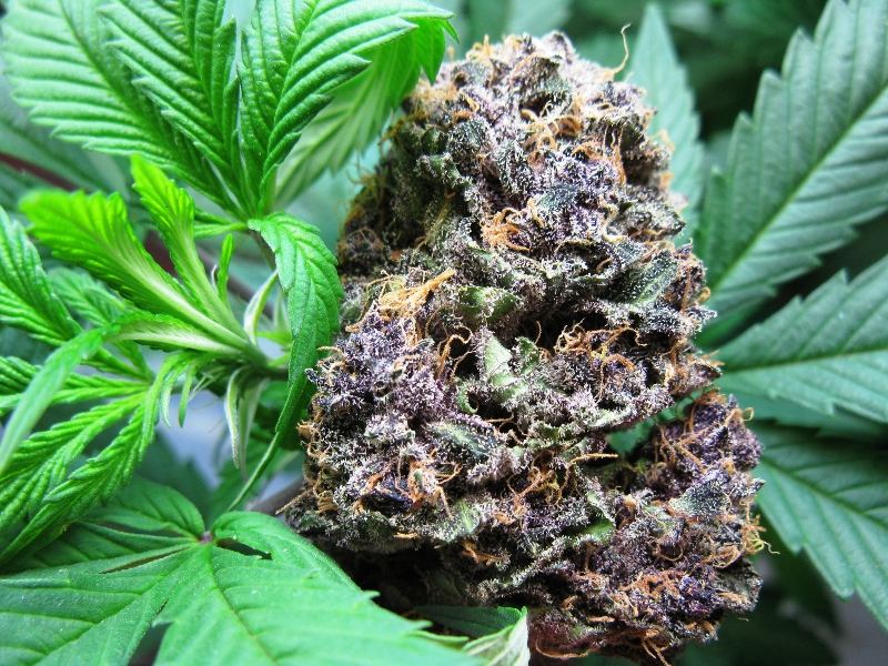 Br nug shots 025