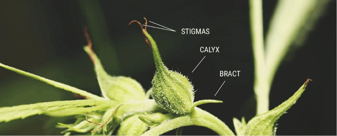 Bract and Calyx