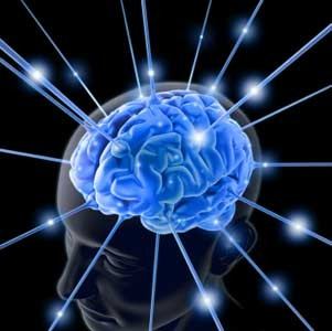 Brain neural