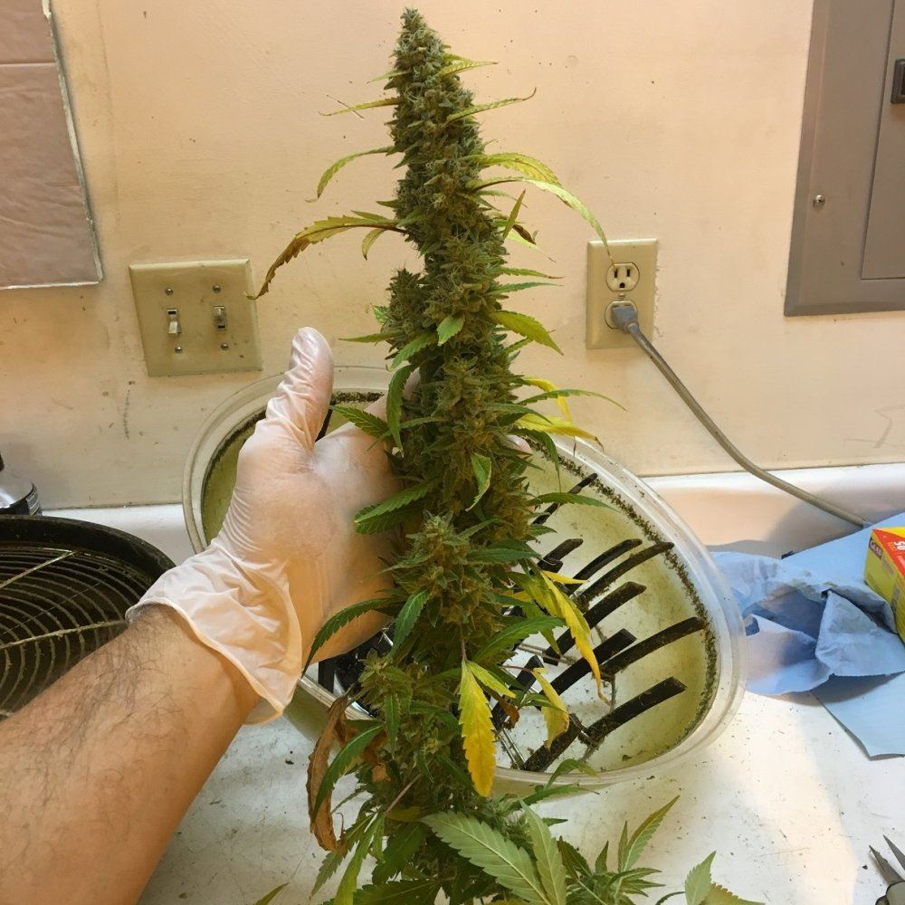 Branch