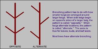 Branching