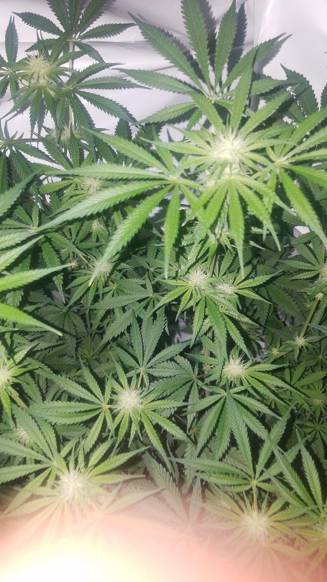 Brand new grower lack or burn 4