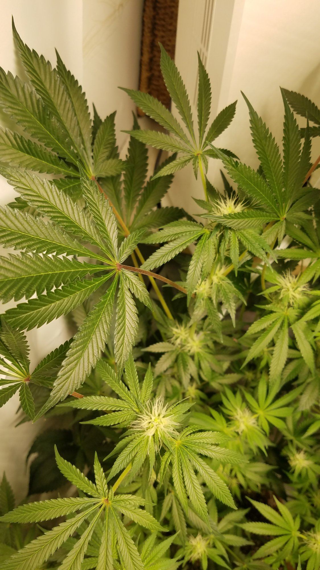 Brand new grower lack or burn