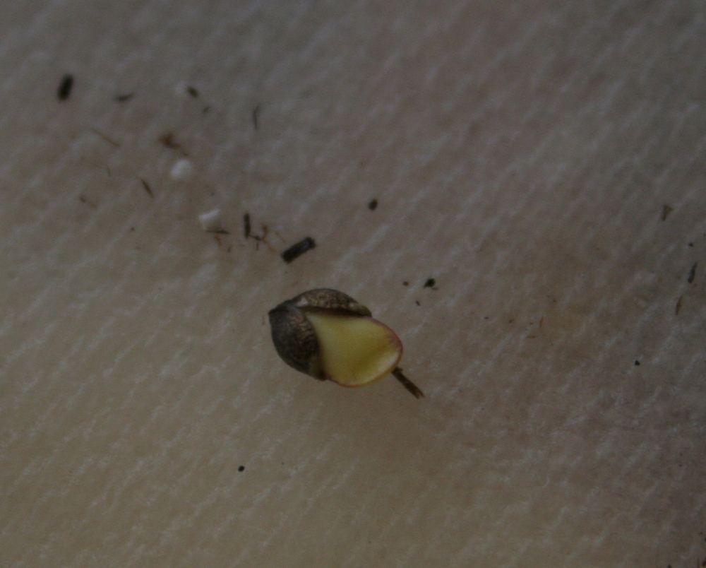 Breachseedling