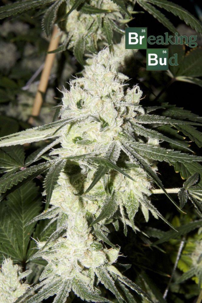 Breakingbud5
