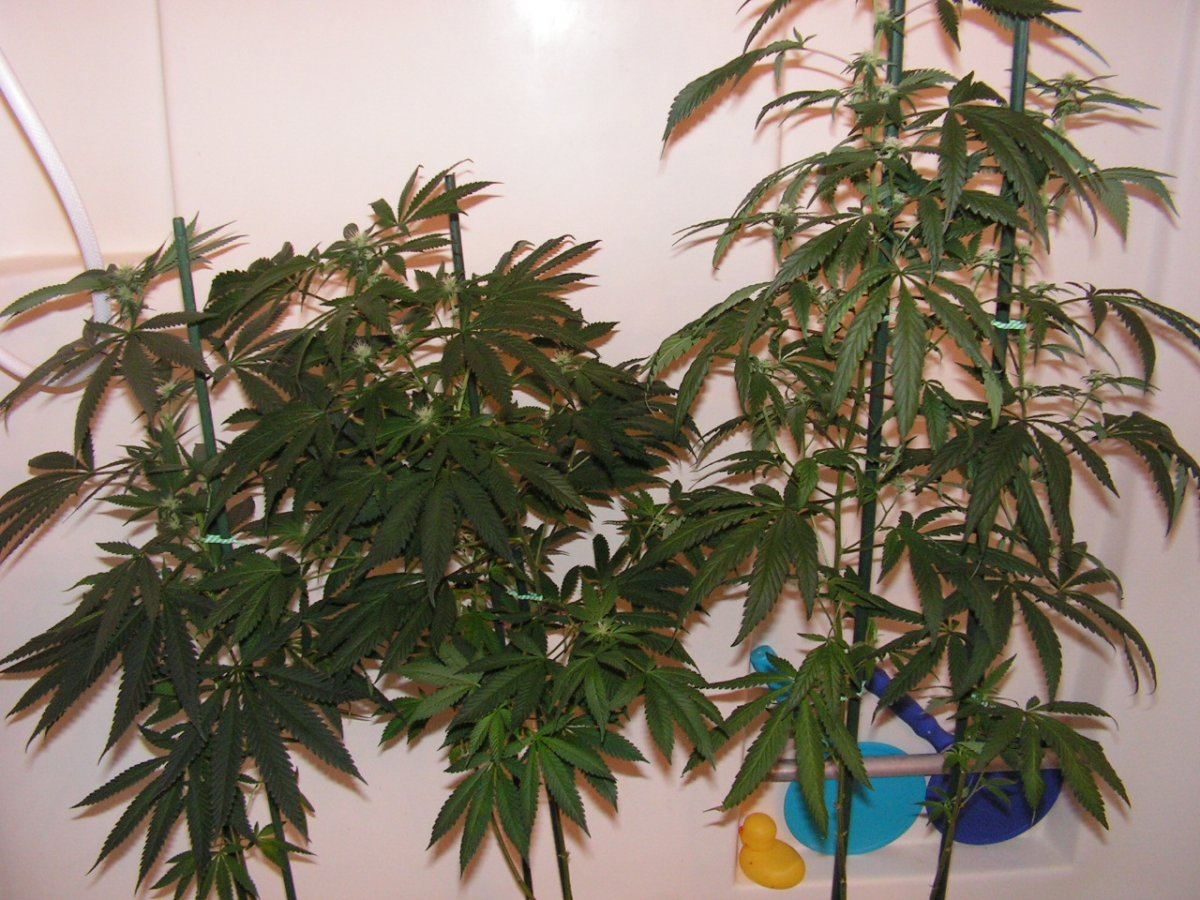 Breeds decp chem alien