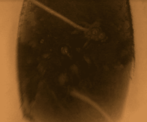 Brewbiochar111817
