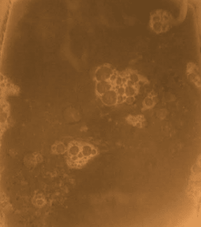 Brewbiopcarandfixh112417