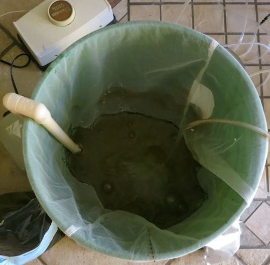 Brewing sf