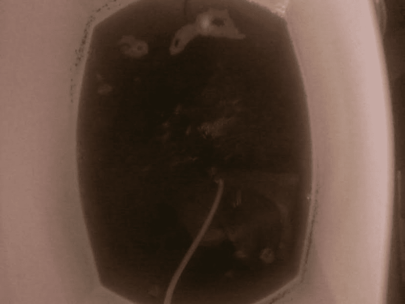 Brewmolasses3917