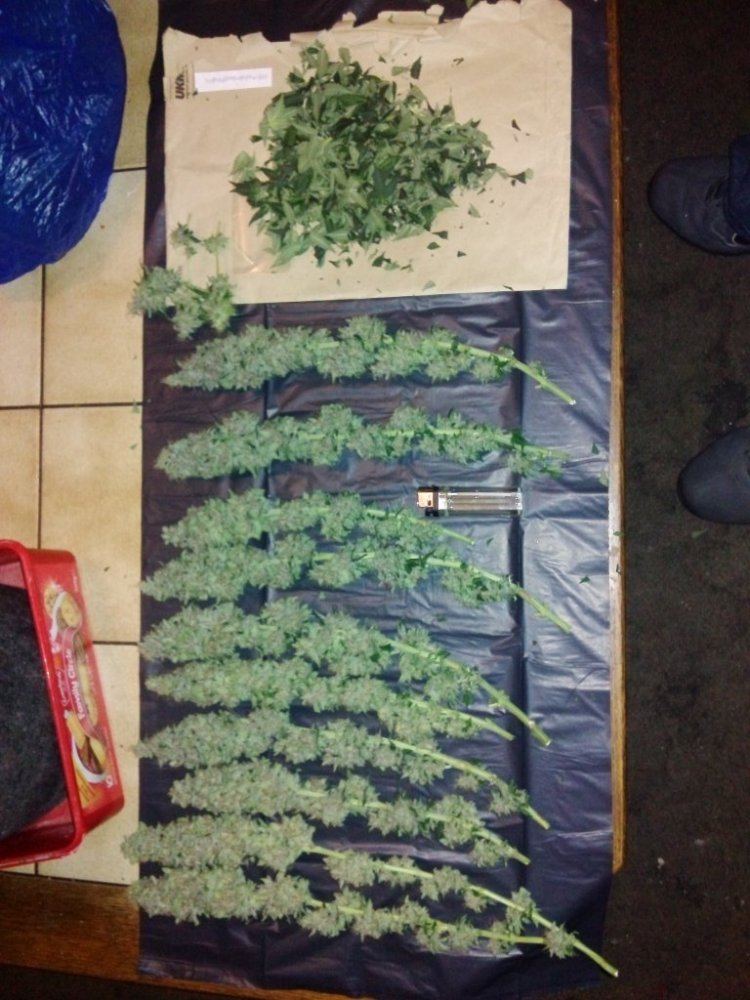 Brharvest