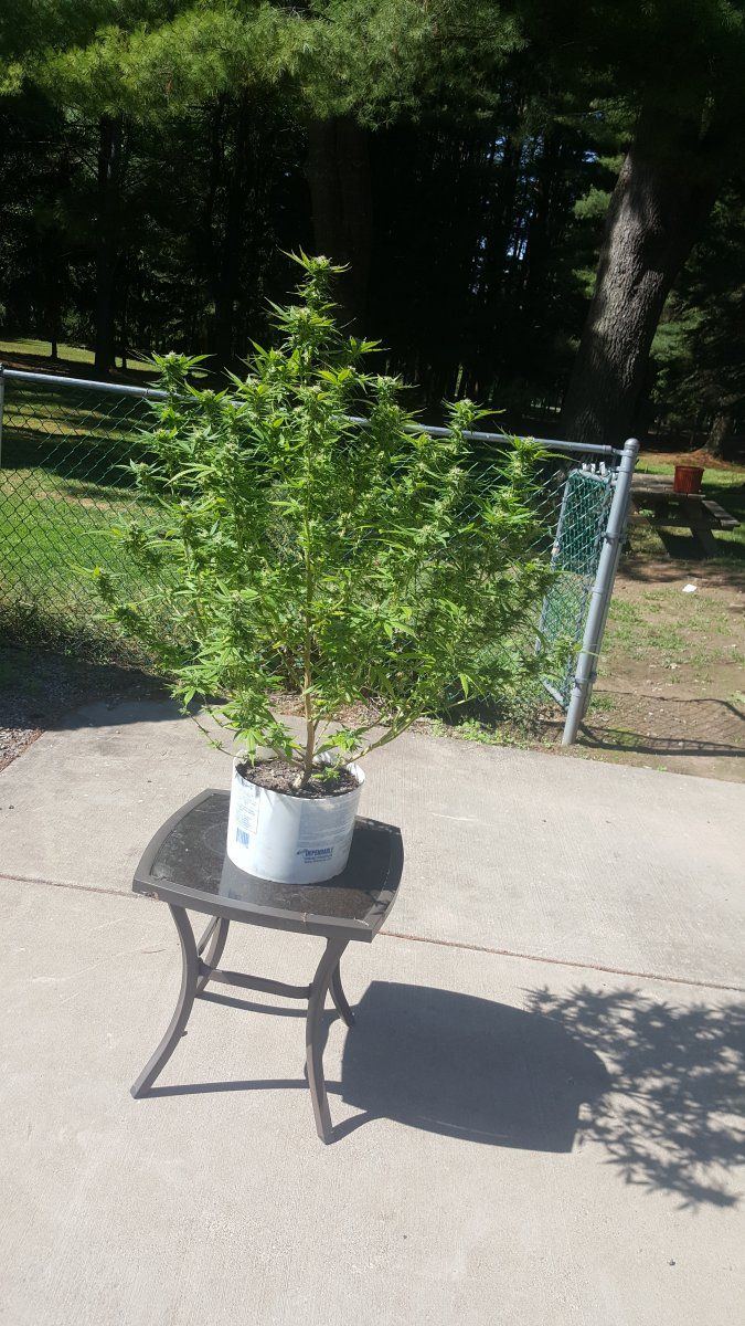 Brief log and some snap shots from my second outdoor grow 14
