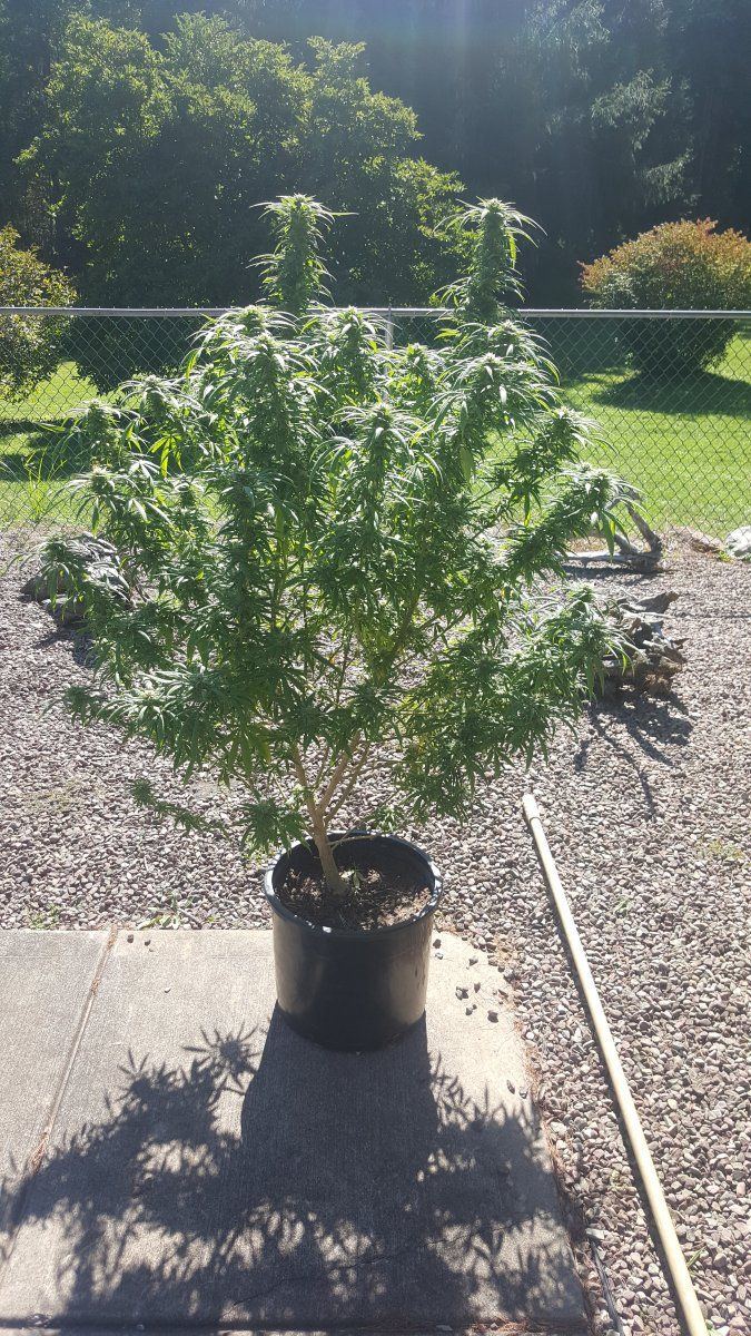 Brief log and some snap shots from my second outdoor grow 8
