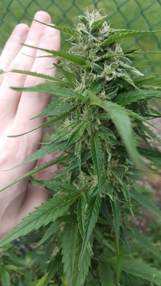 Brief log and some snap shots from my second outdoor grow