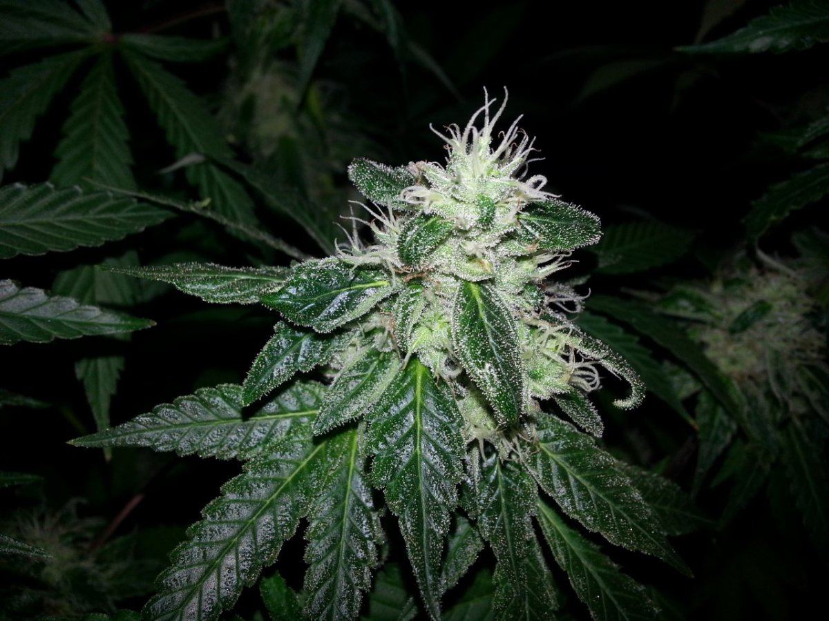 Bright Cookie1 cola