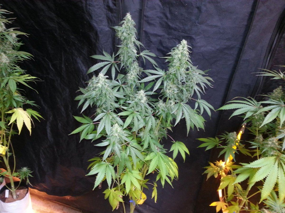Bright cookies1