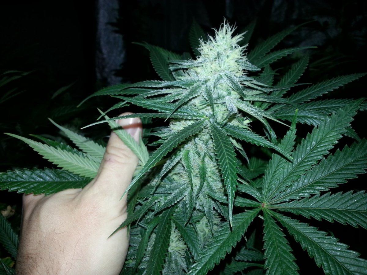 BrightCookies unknown