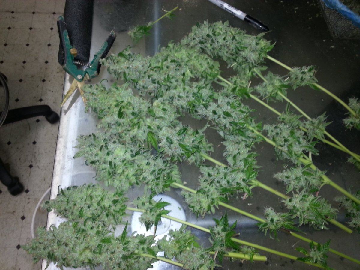 BrightCookies1 harvest