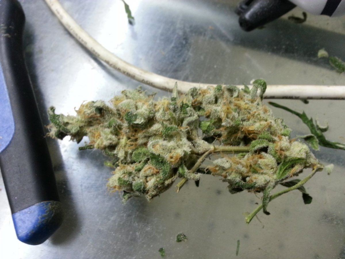 BrightCookies2