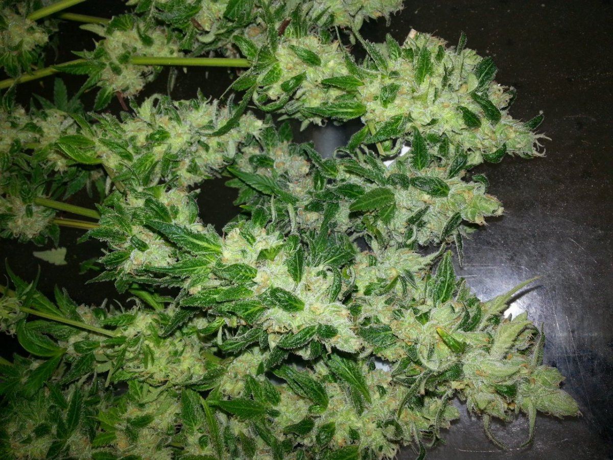 BrightCookies4