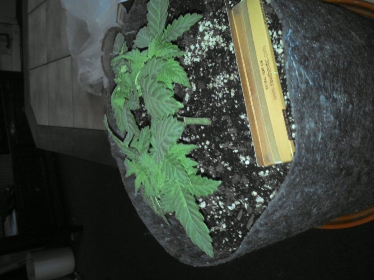 BrIMG 20130722 153657 435