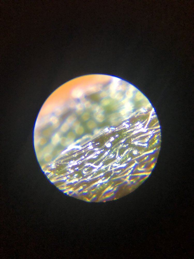 Broad mite eggs or trichomes 120x 2