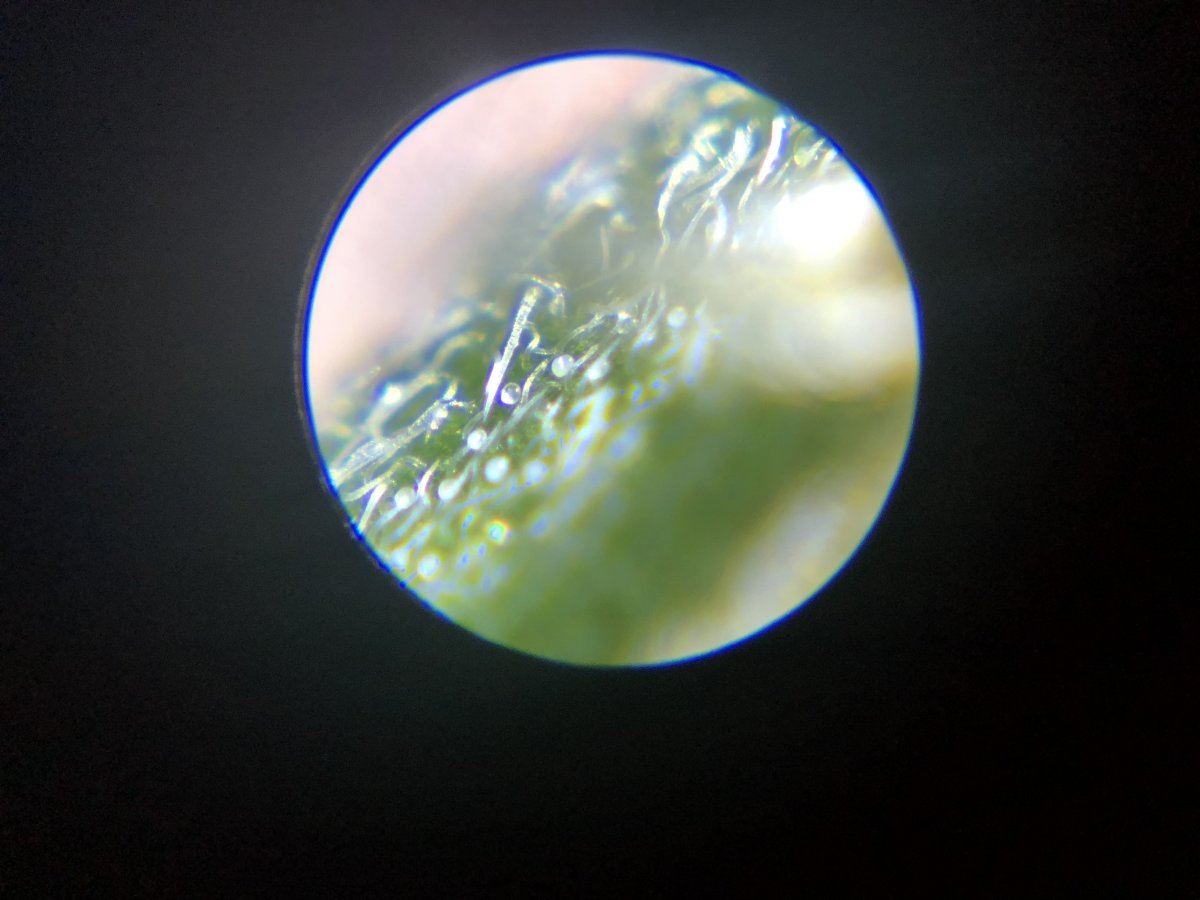 Broad mite eggs or trichomes 120x 3