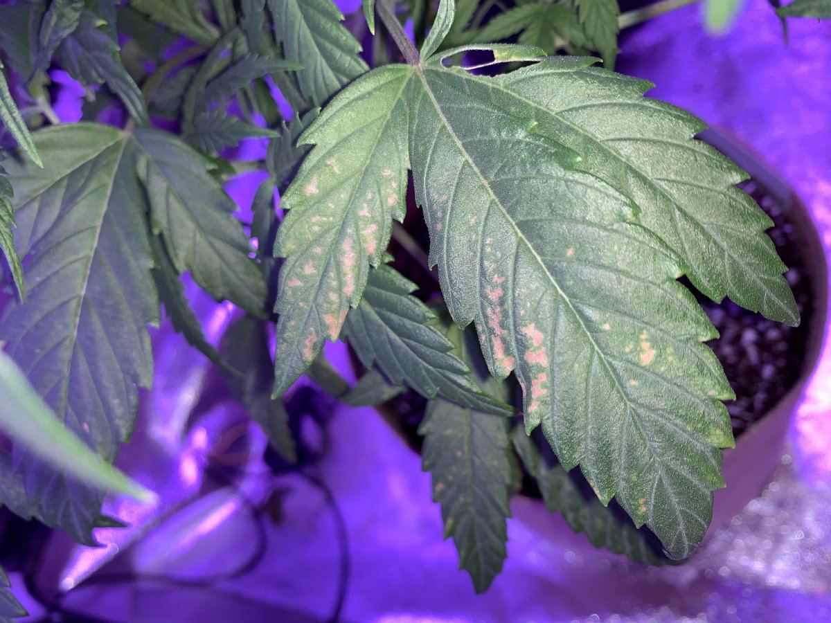 Broad mites or heat stress 9