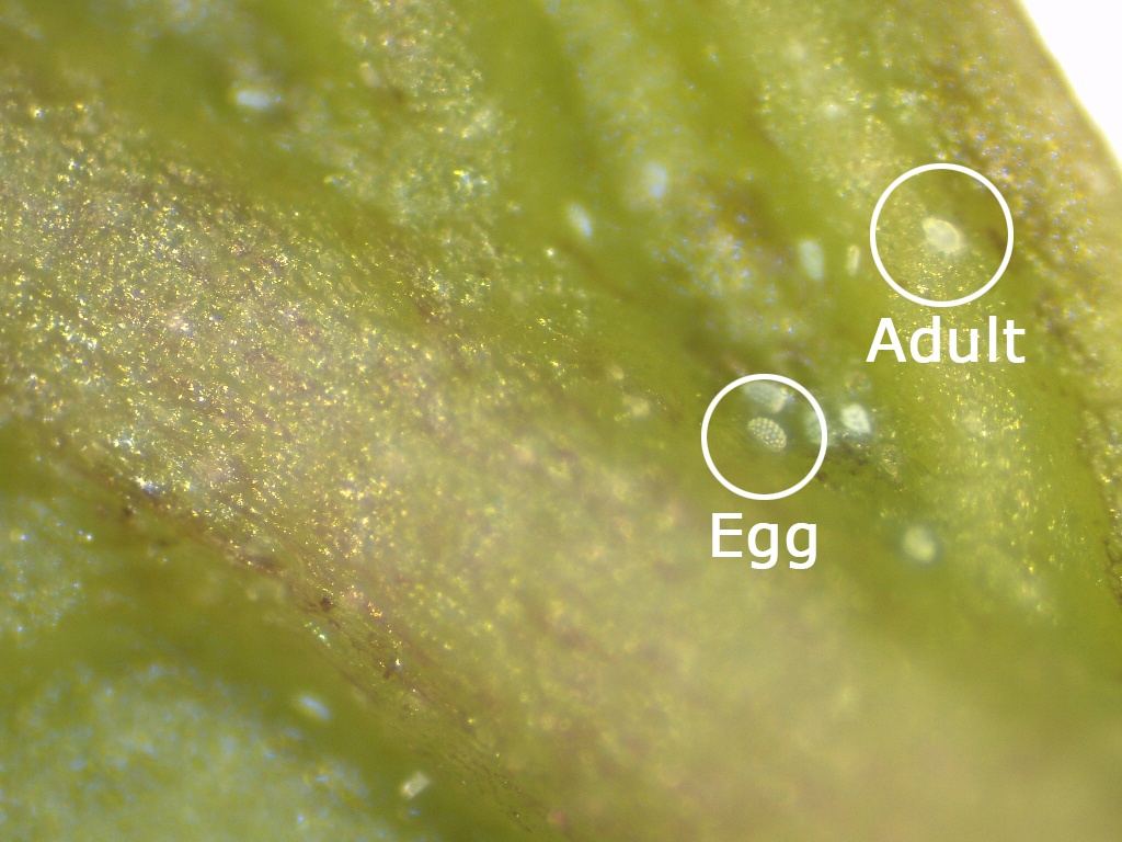Broad mite and egg