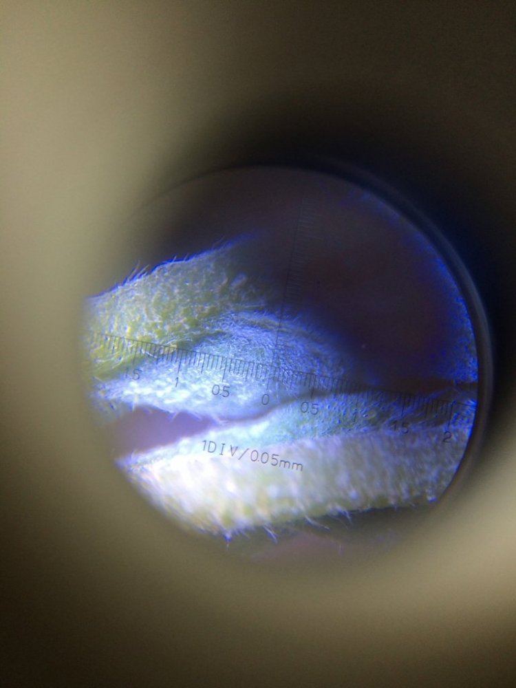 Broad upclose