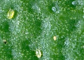 Broadmites