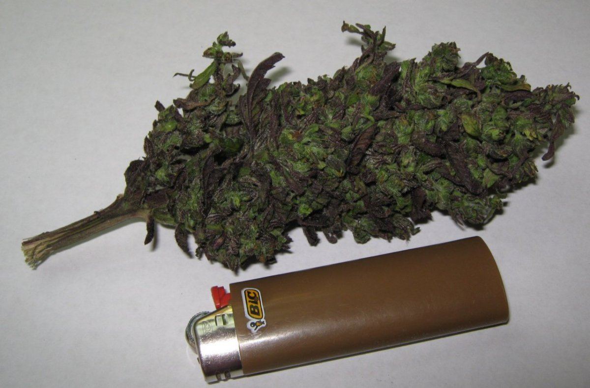 Brokenbud