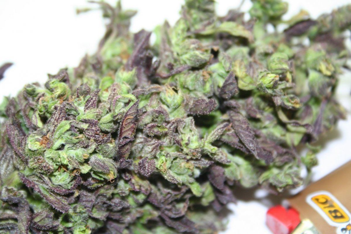 Brokenbudclose
