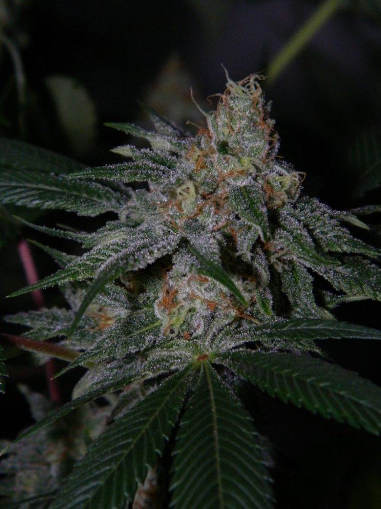 Bronco lemon 006