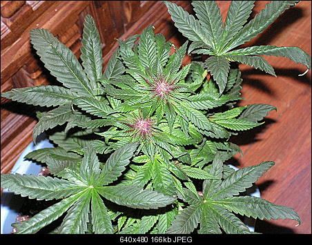 Brose20getting20purple