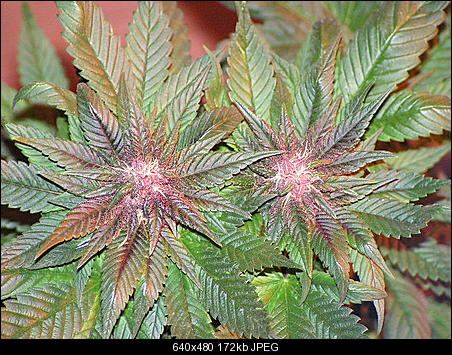 Brose20TWIN20BUDS