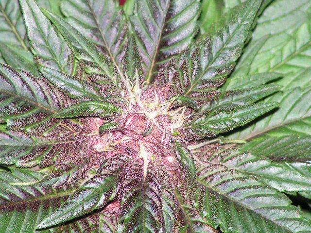Brose bright shot
