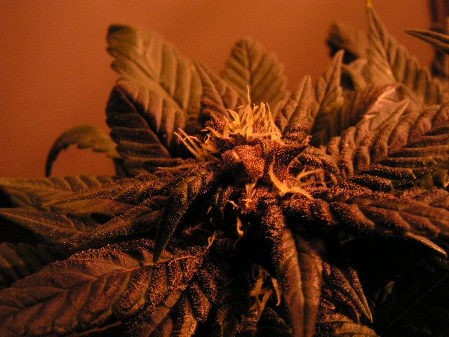 Brose dark shot