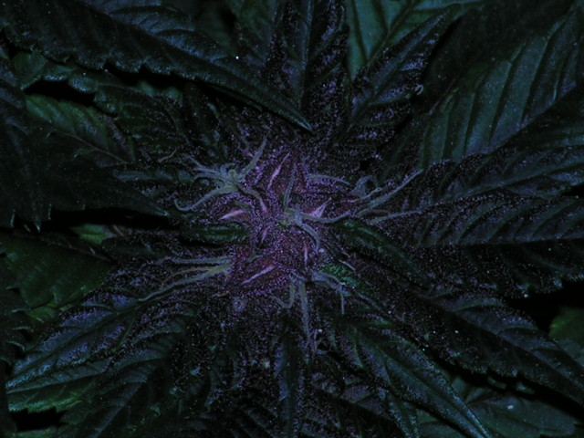 Brose deep purp shot