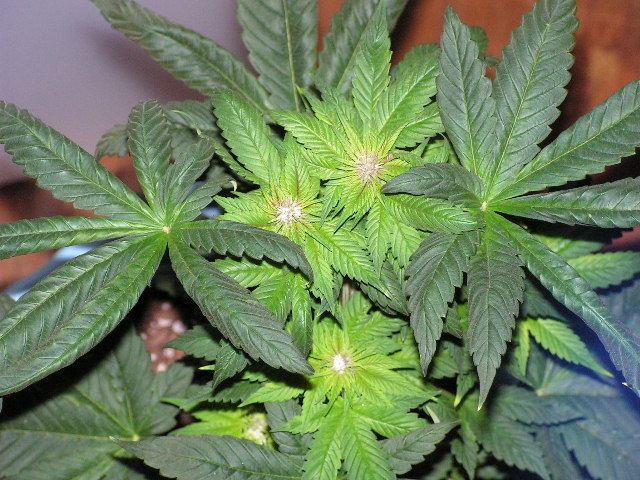 Brose female pollenated
