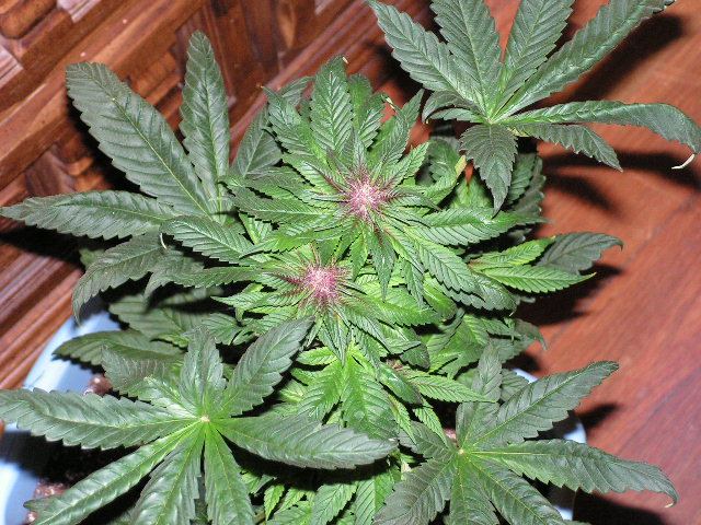 Brose getting purple