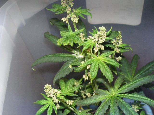 Brose pollen maker