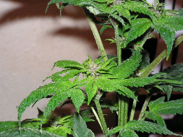 Brose pollenated lower branch