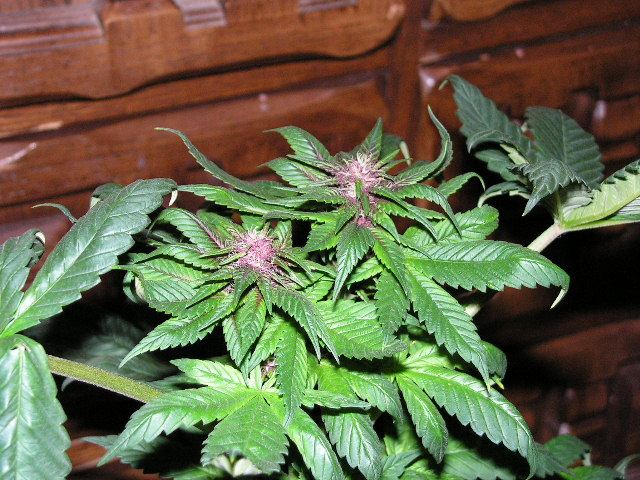Brose purple close shot